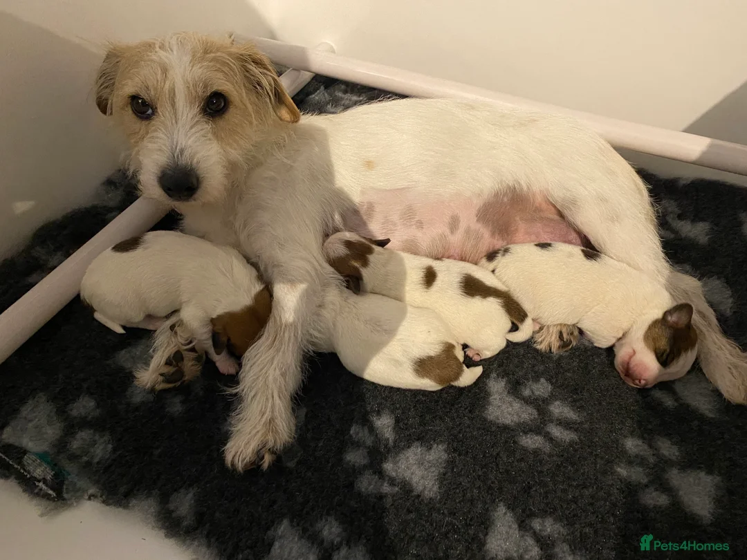 Jack Russell dogs for sale: Rough coated Jack Russels  - Advert 1