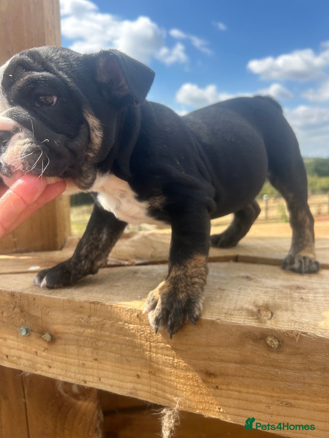 English Bulldog dogs for sale: English bulldog puppies - Image 9