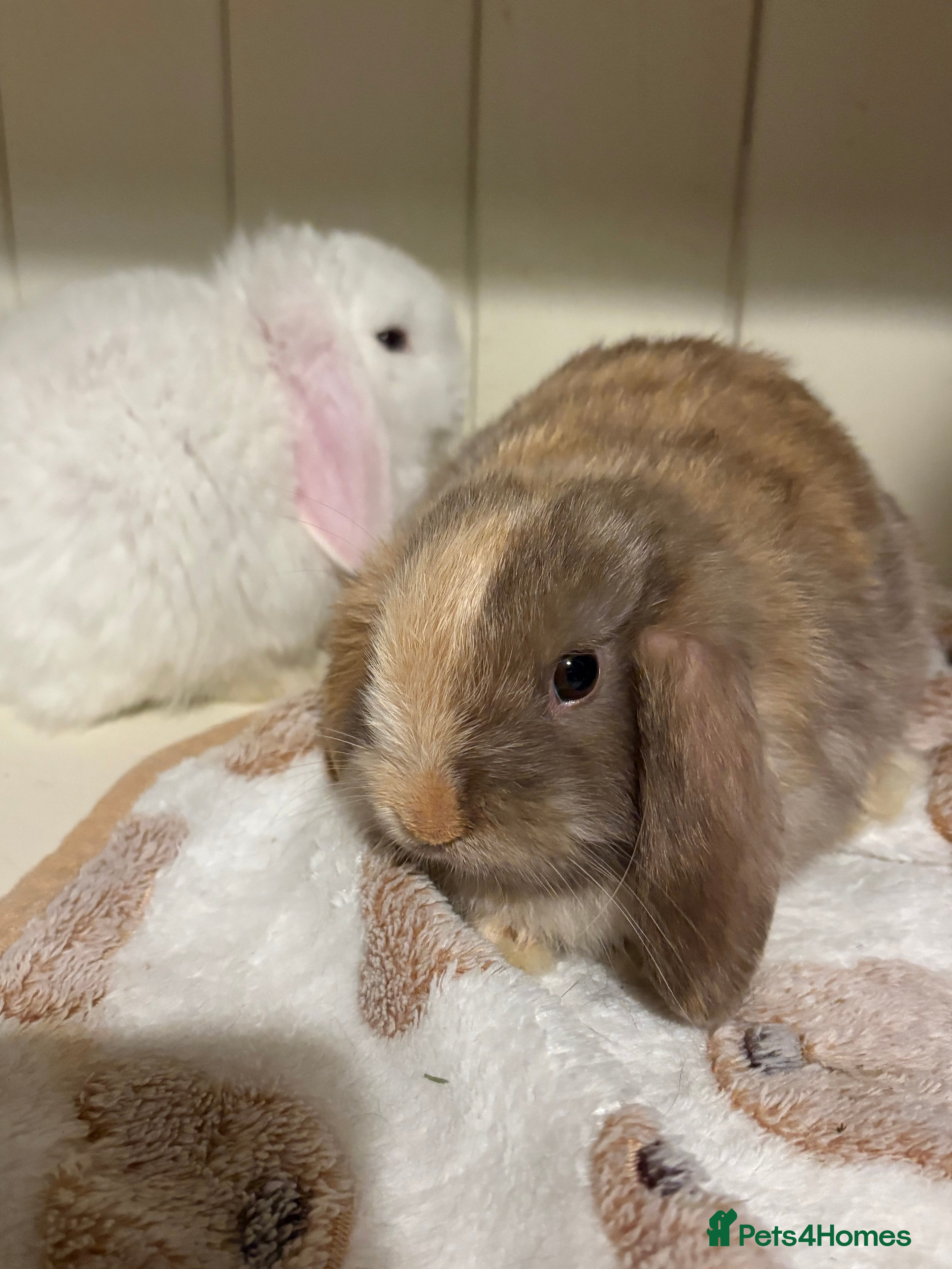 Mini Lop rabbits Vaccinated/raised indoors, mini lops and lion lop  - Advert 13