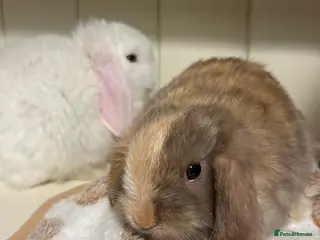 Mini Lop rabbits Vaccinated/raised indoors, mini lops and lion lop - Advert 13