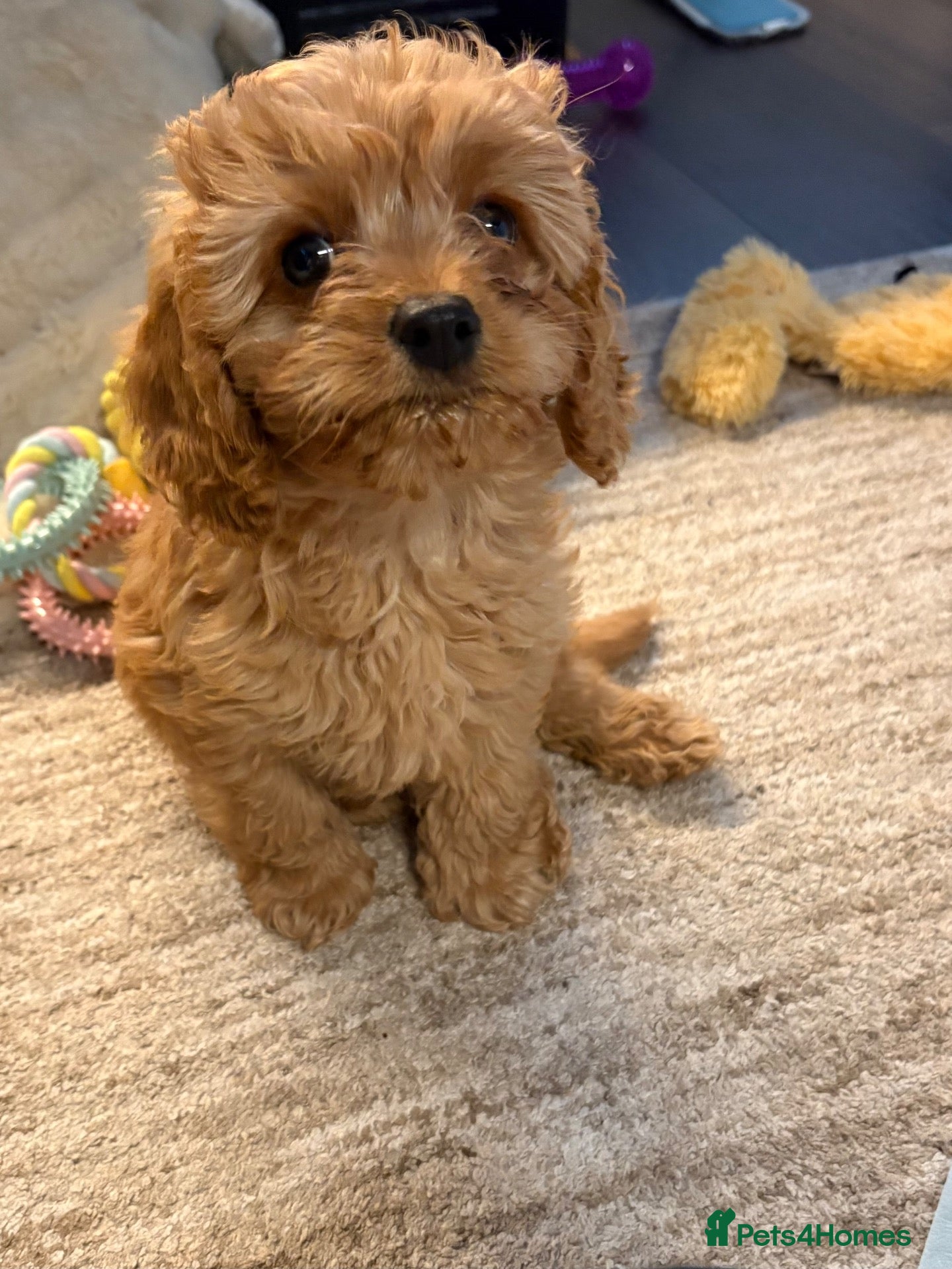 Cavapoo dogs Cavapoo Boy 8 weeks  - Advert 2