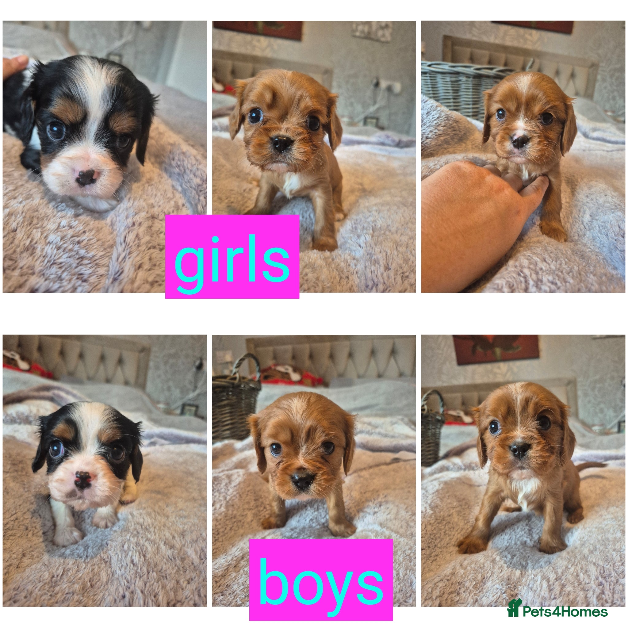 King Charles Spaniel dogs 6 beautiful king charles cavalier puppies - Advert 7