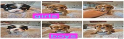 King Charles Spaniel dogs for sale: 6 beautiful king charles cavalier puppies - Advert 1