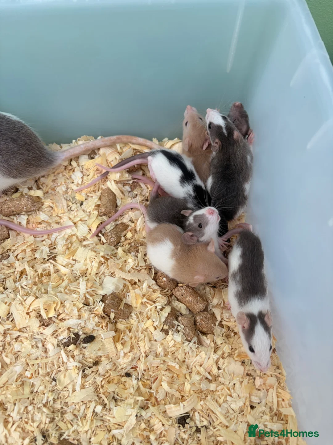 Rat rodents for sale: Baby rats for sale  - Advert 2
