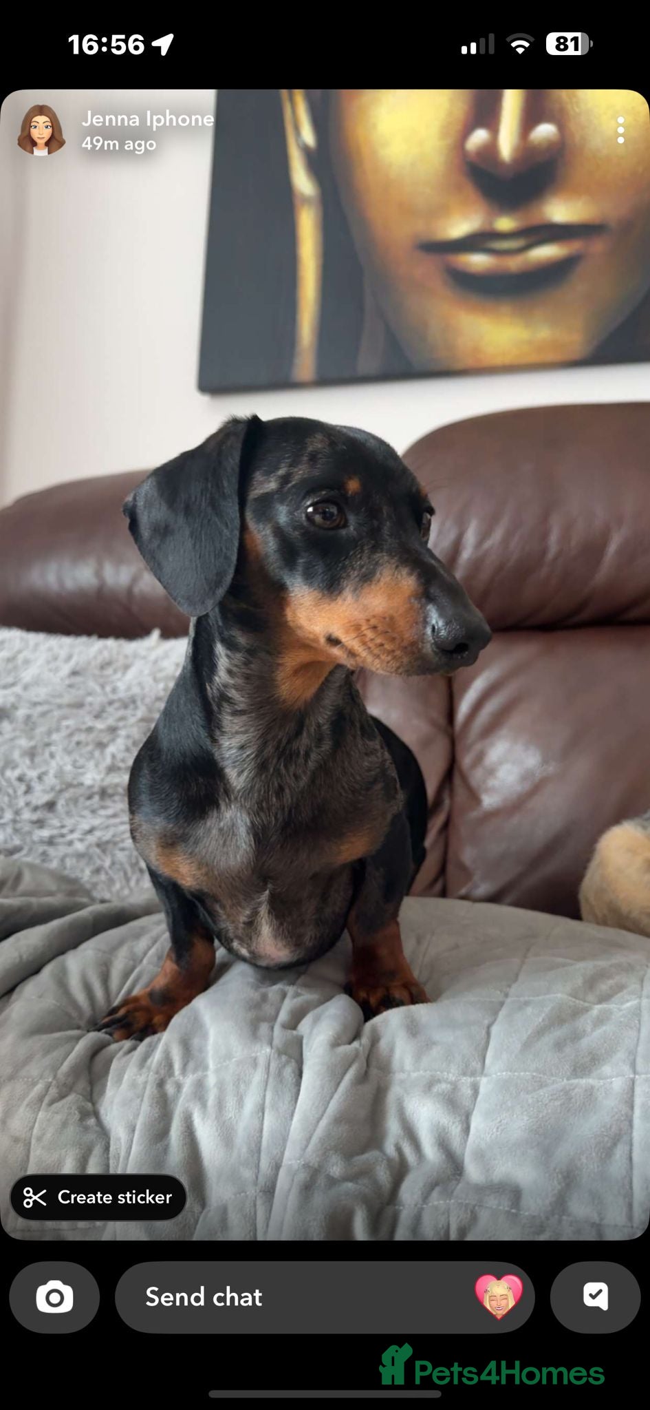 Dachshund dogs re-homing Miniature smooth-harlequin male Dashund - Advert 17