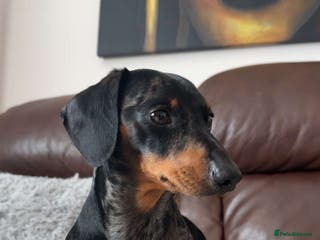 Dachshund dogs RE-HOMING Miniature smooth-harlequin male Dashund - Advert 2