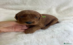 Goldendoodle dogs for sale: Outstanding Quality health tested Goldendoodles  - Image 4