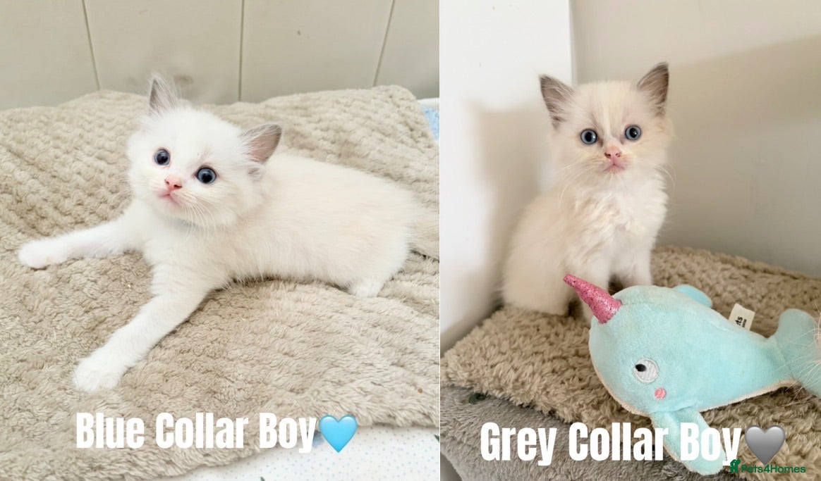 Ragdoll cats Two Beautiful Ragdoll Kittens Ready Now🤍🏡 - Advert 1