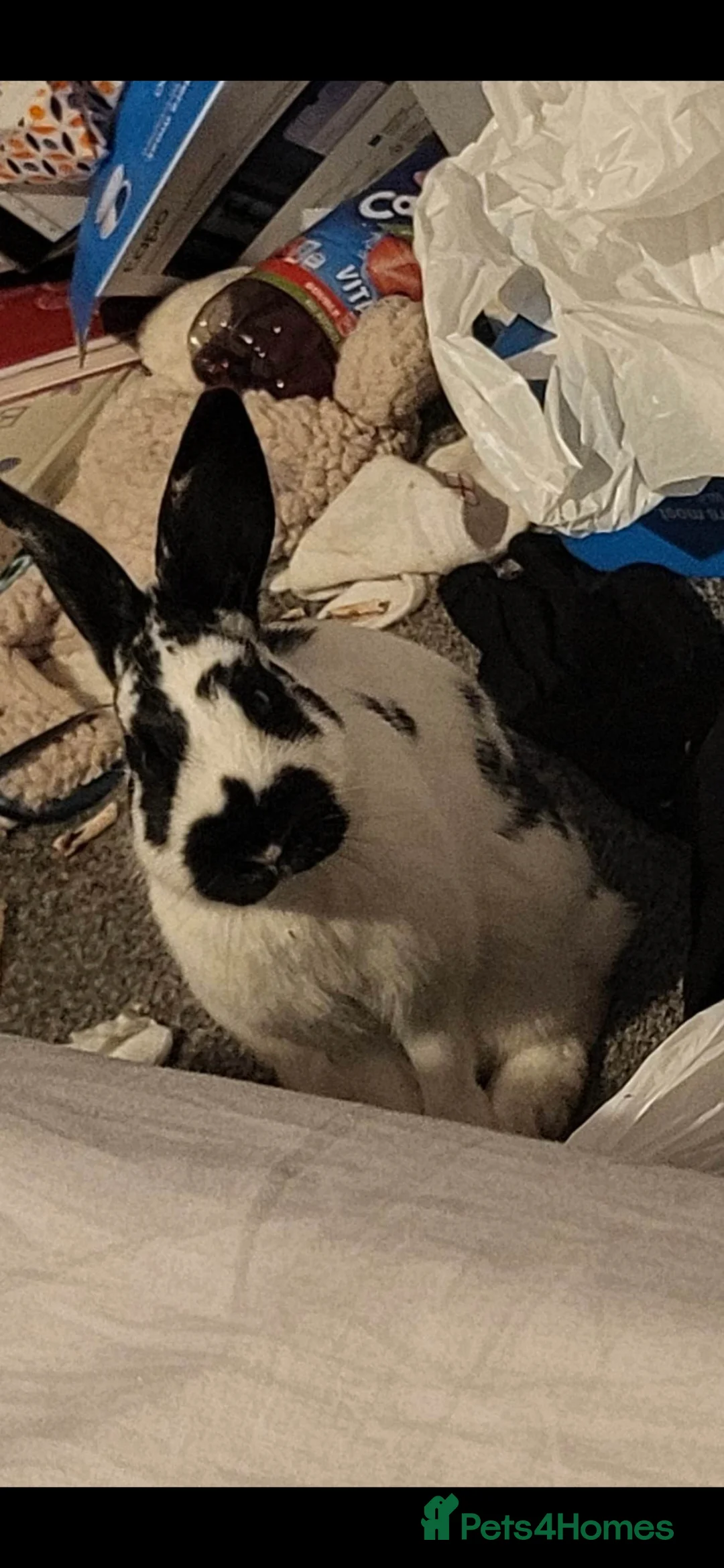 Mixed Breed rabbits for sale: Nala she is spayed  - Advert 1