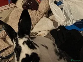 Mixed Breed rabbits Nala she is spayed - Advert 8