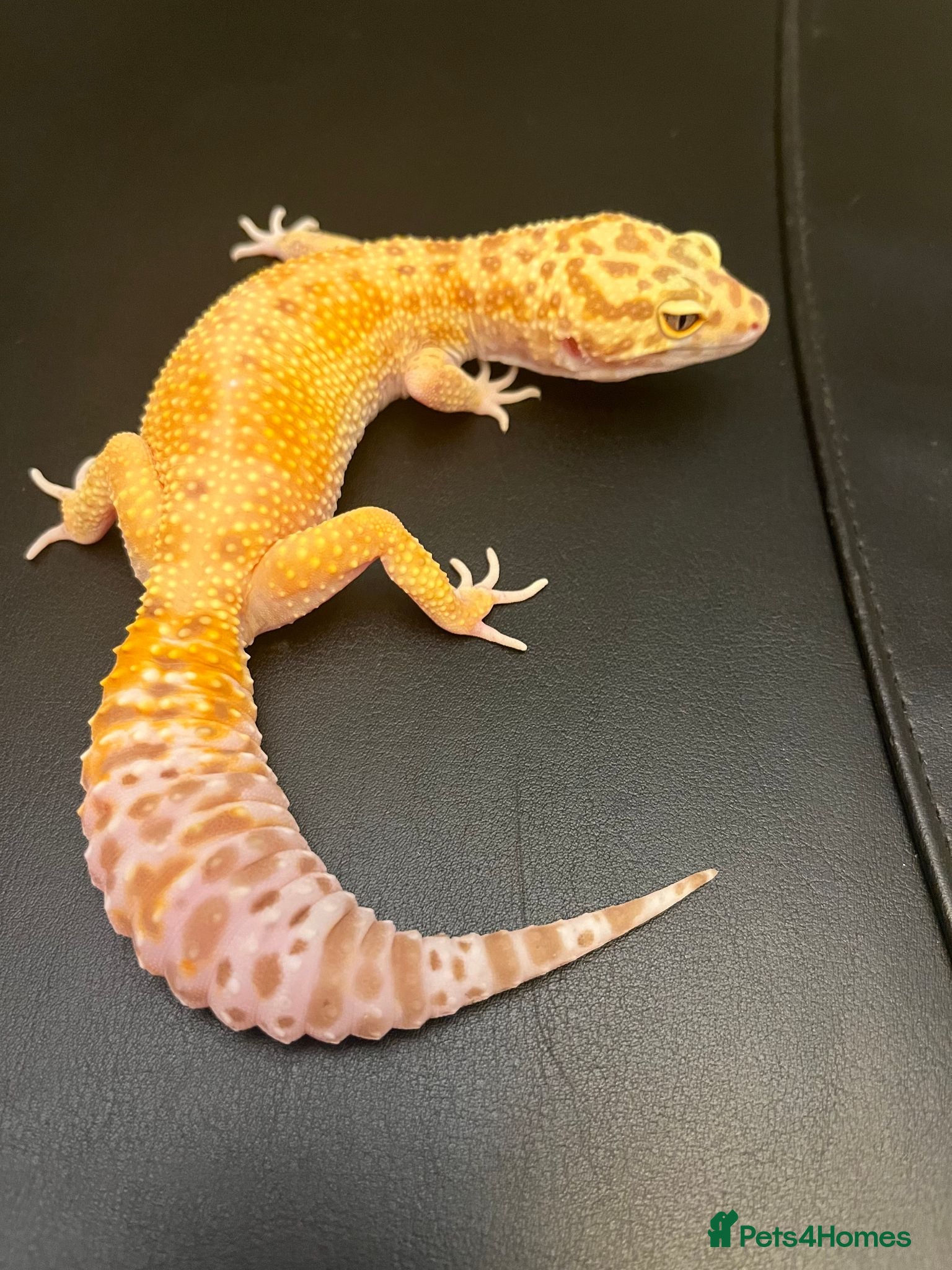 Leopard Gecko reptiles for sale: White&Yellow Snow Tremper 50% Het Eclipse - Advert 1