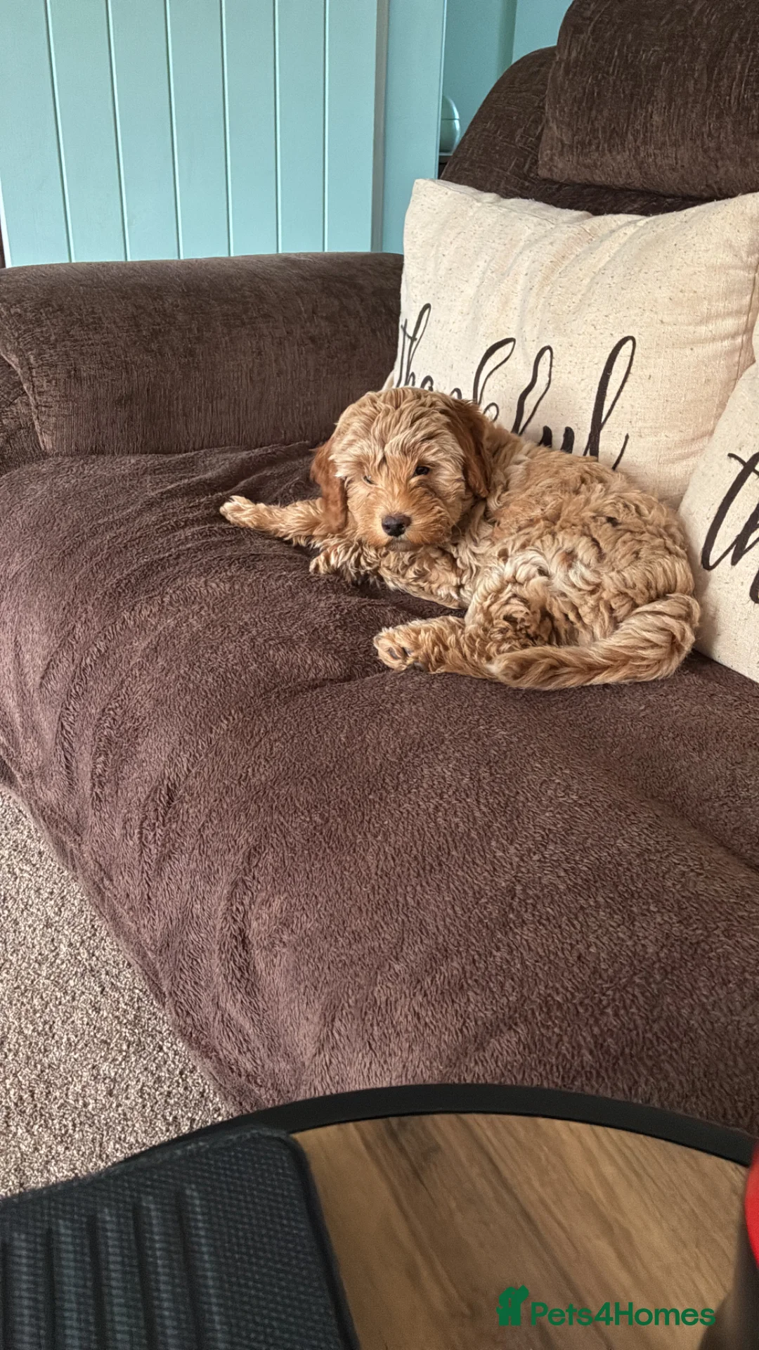 Cavapoo dogs for sale: Cavapoo pup in Rochdale - Advert 2