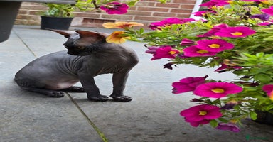 Sphynx cats - Advert 3