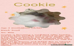Hamster rodents for sale: Hamsters for adoption  - Image 15
