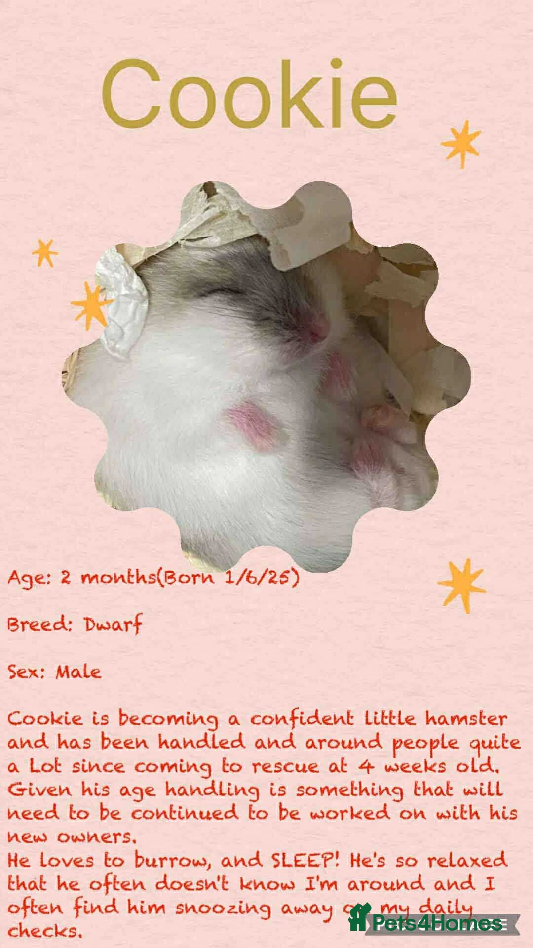 Hamster rodents for sale: Hamsters for adoption  - Image 15