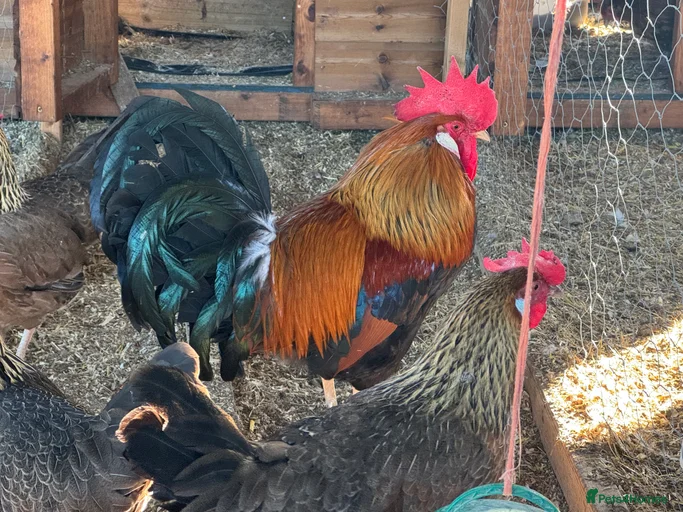 Gallery Image {{count}}