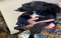 Sprocker dogs for sale: Beautiful sprocker spanials  - Image 12