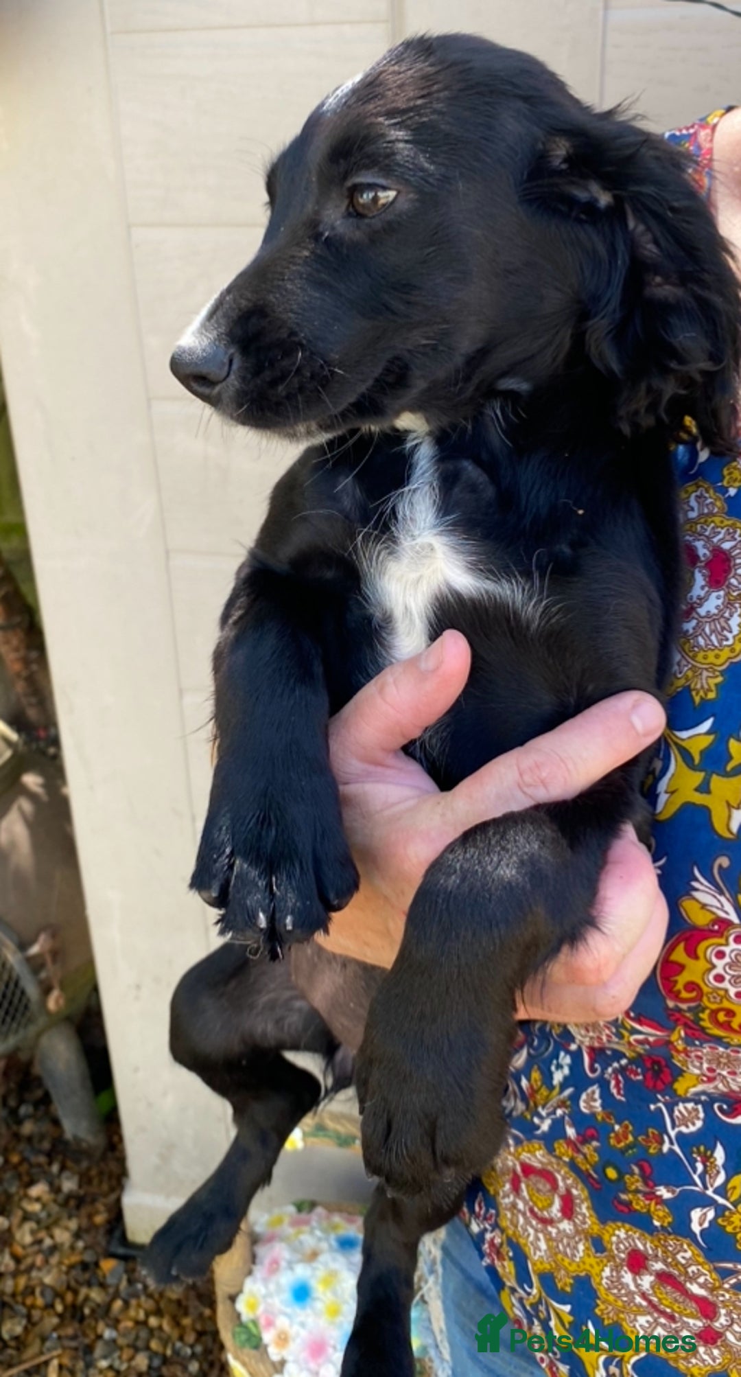 Sprocker dogs for sale: Beautiful sprocker spanials  - Image 12