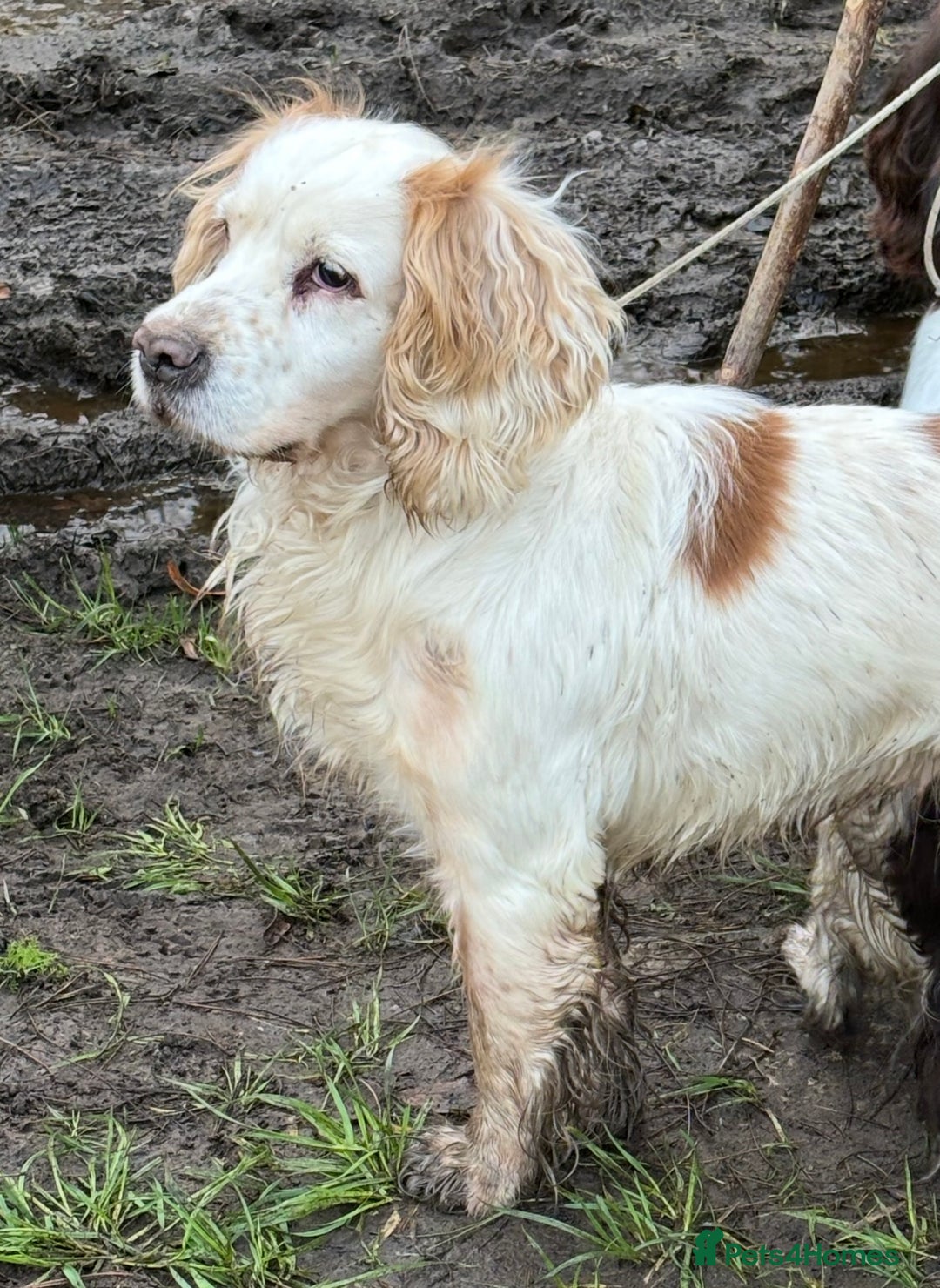 Cocker Spaniel dogs for sale: Working cocker spaniel  - Advert 4