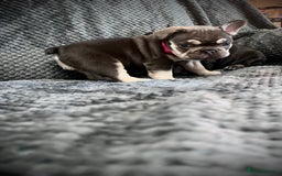 French Bulldog dogs for sale: Gorgeous Puppies ready to be reserved  - Image 27