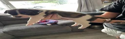 Staffordshire Bull Terrier dogs for sale: Lovely staff pups  - Advert 14