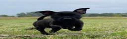 Staffordshire Bull Terrier dogs for sale: Black Eye SBTs this season litter 3 boys 3 girls  - Advert 7
