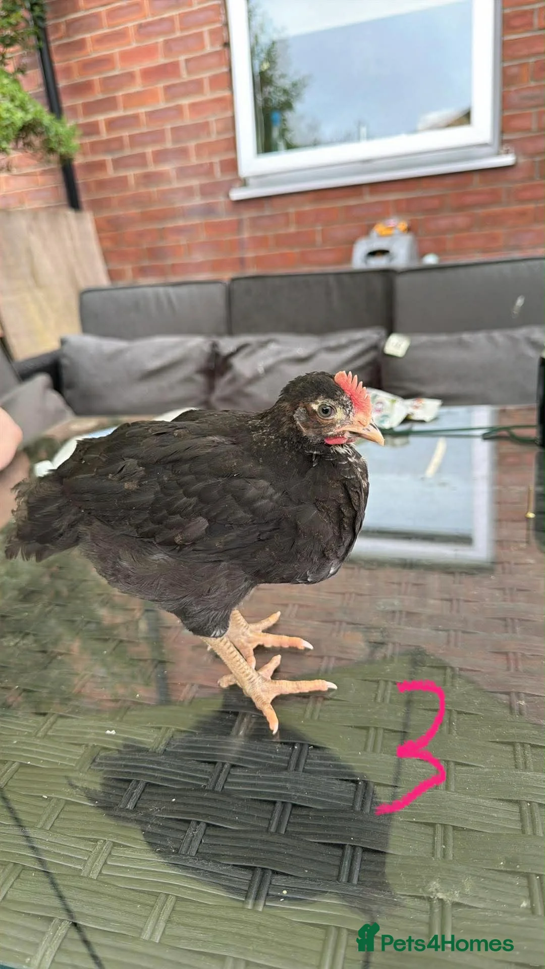 Chickens poultry for sale: Roosters free to good home - Advert 2