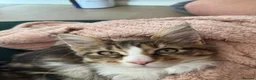 Maine Coon cats for sale: Stunning Maine Coon Kittens looking for 5⭐️ homes - Advert 24