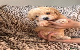 Maltipoo dogs for sale: 2 beautiful playful & lovely Maltipoo boys  - Image 6