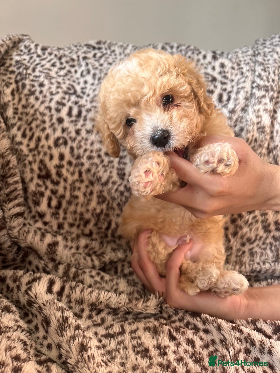 Maltipoo dogs for sale: 2 beautiful playful & lovely Maltipoo boys  - Image 6