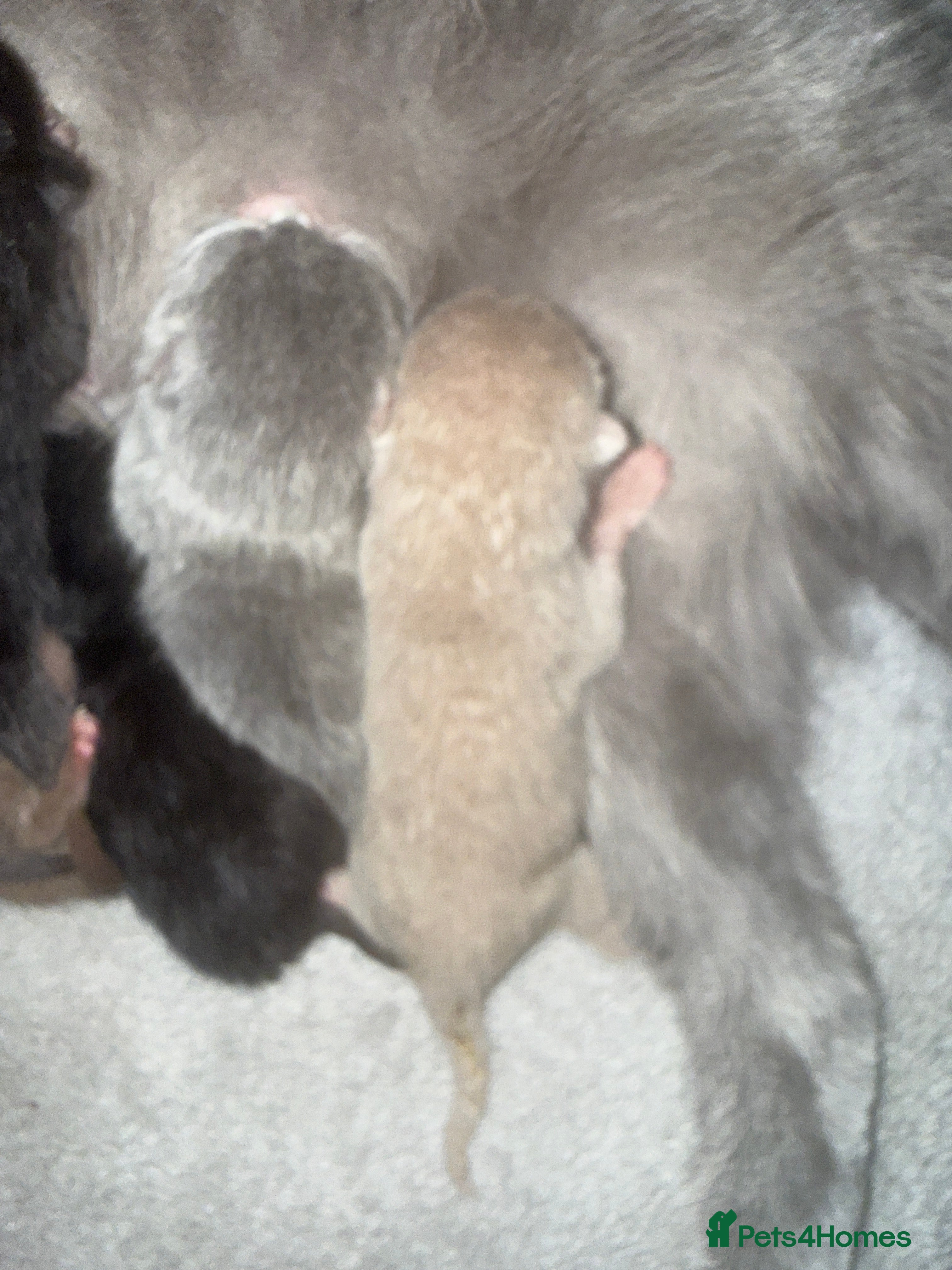 British Shorthair cats Supreme Champion Line British Shorthair Kittens - Advert 2