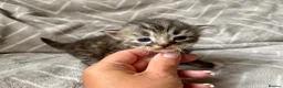 Mixed Breed cats for sale: Silver Tabby Exotic Kittens For Sale - Advert 12