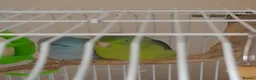 Parrots birds for sale: Specktacled female parrotlet with blue male - Advert 2