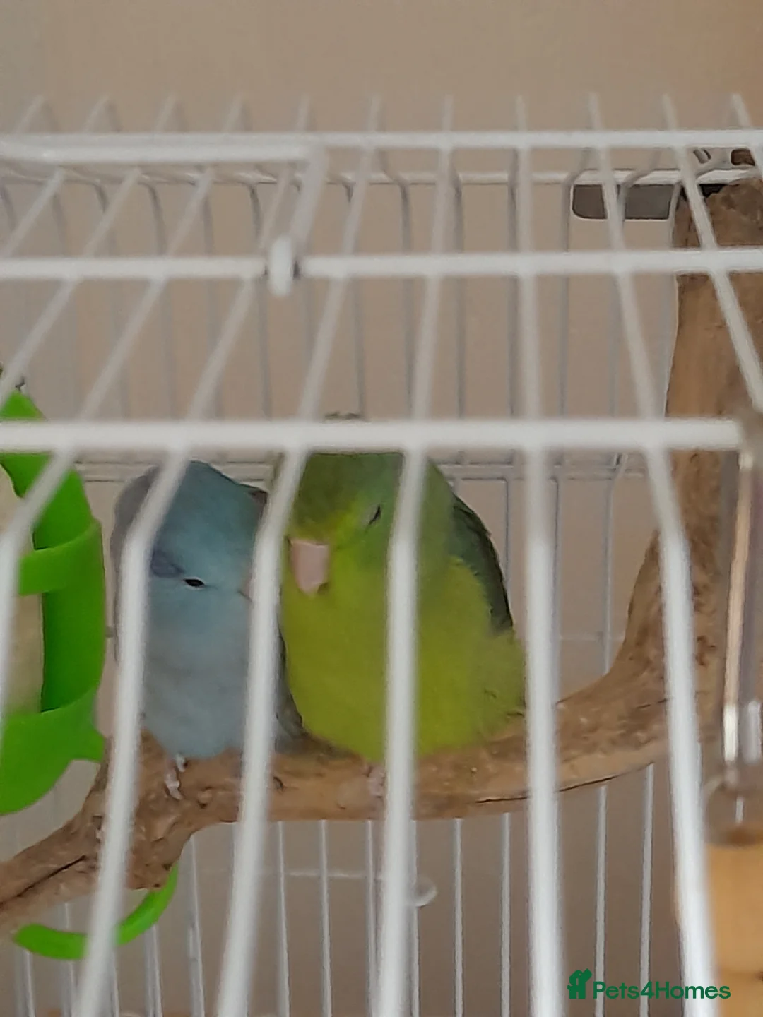 Parrots birds for sale: Specktacled female parrotlet with blue male - Advert 2