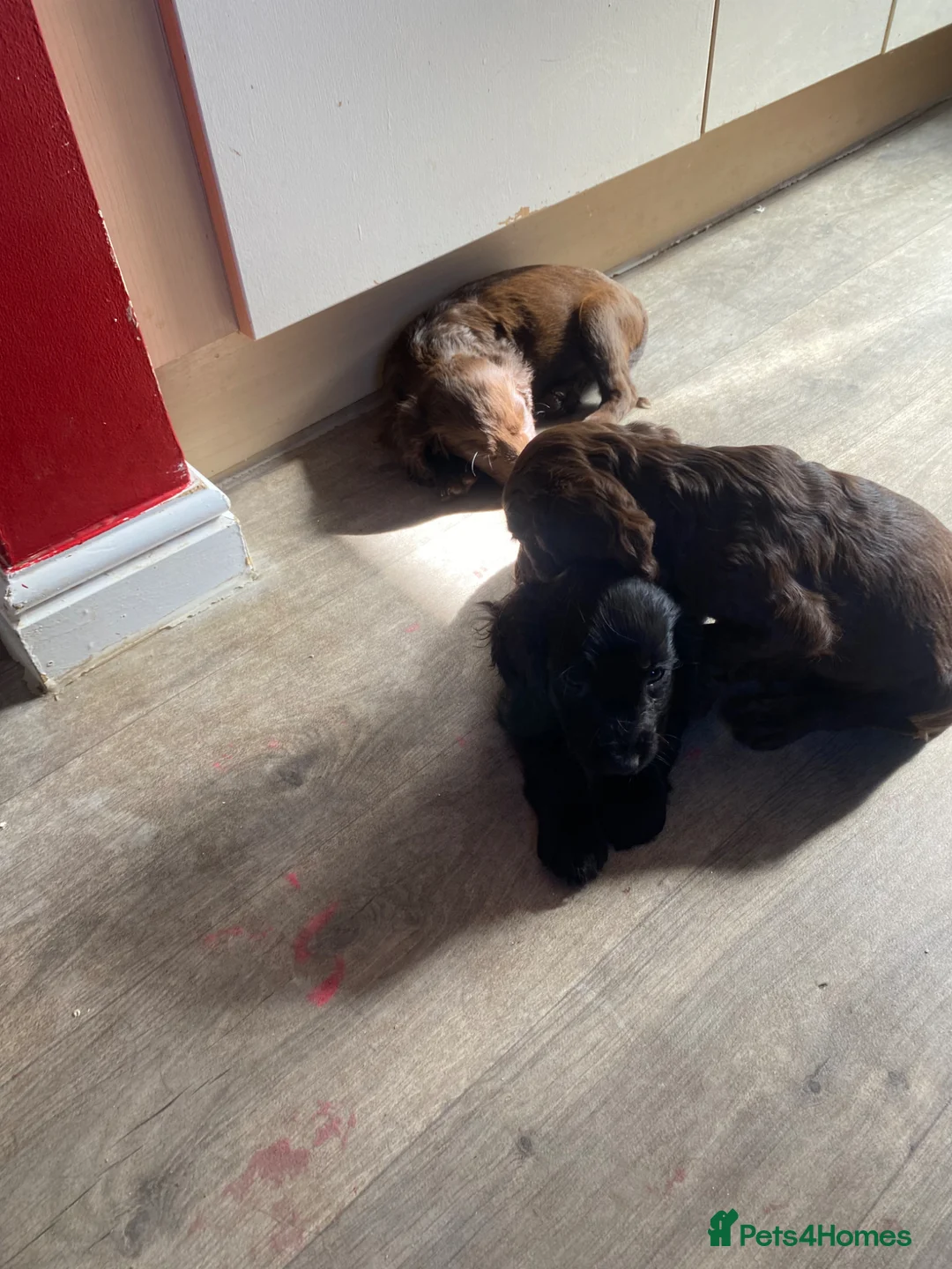 Mixed Breed dogs for sale: Boy spaniel puppie - Advert 5