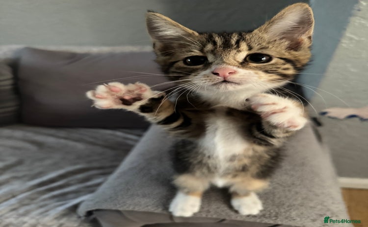 Mixed Breed cats - Advert 11