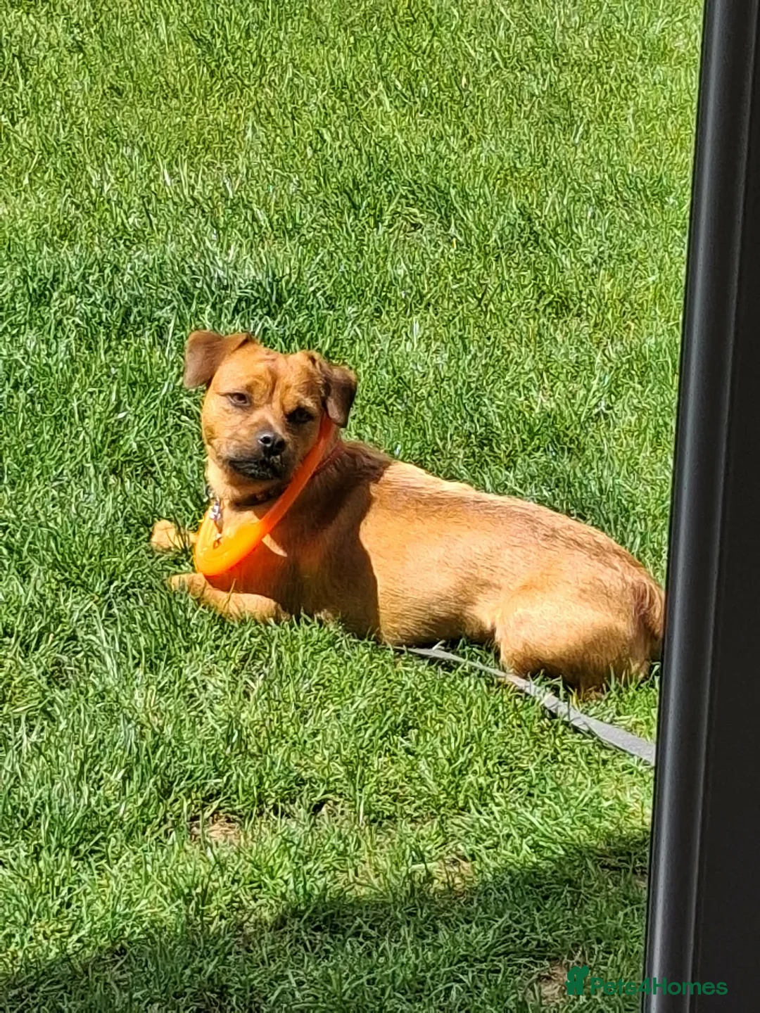 Mixed Breed dogs for sale: Patterdale x Lakeland terrier - Advert 5