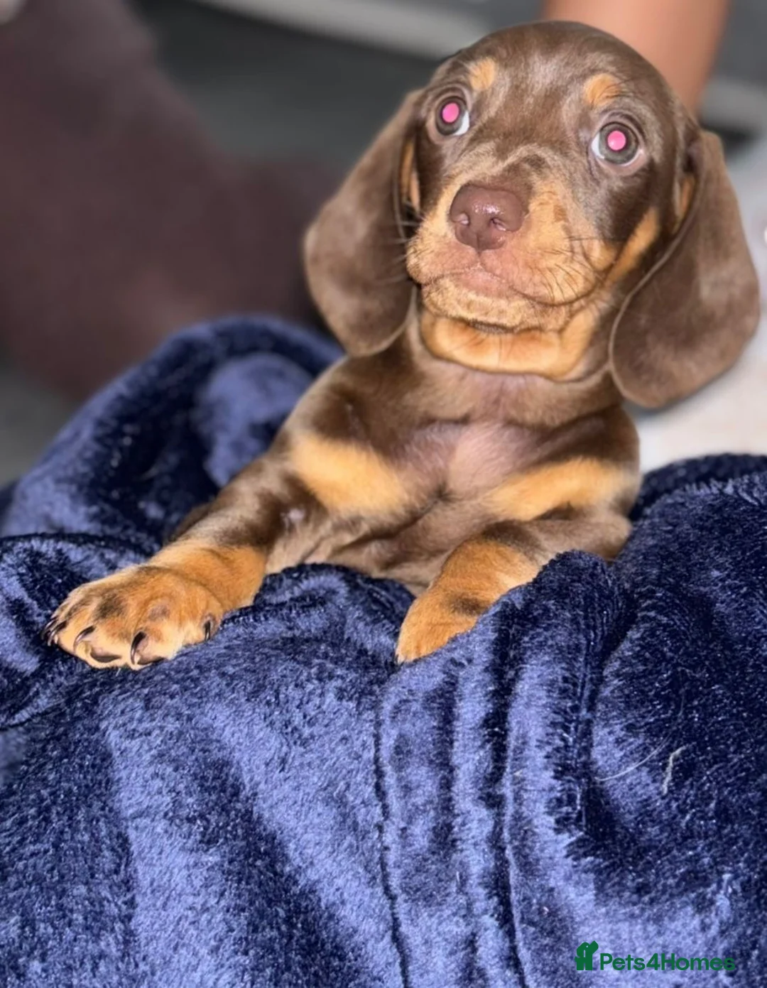 Dachshund dogs for sale: 🐾 Adorable Dachshund Puppies for Sale 🐾 in West Malling - Advert 2