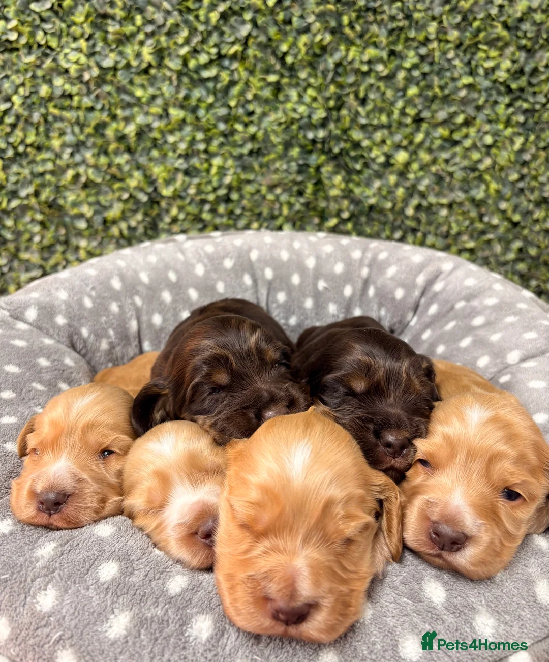 Cocker Spaniel dogs for sale: 🤎🧡 Show Cocker Spaniel Puppies For Sale - Advert 12