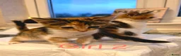 Mixed Breed cats for sale: ​🐾 6 Beautiful Kittens ready to go 💙🩷 - Advert 31