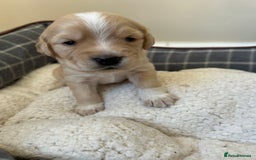 Cocker Spaniel dogs for sale: Working Cocker Spaniel Puppies  - Image 8