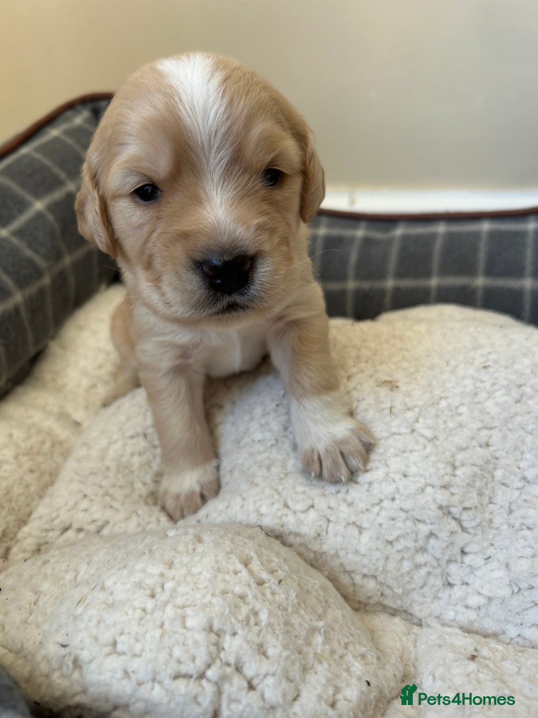Cocker Spaniel dogs for sale: Working Cocker Spaniel Puppies  - Image 8