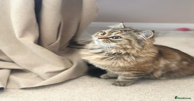 Persian cats Persian x Siberian fluffy tabby kitten - Advert 3