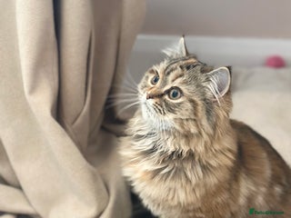 Persian cats Persian x Siberian fluffy tabby kitten - Advert 5