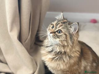 Persian cats Persian x Siberian fluffy tabby kitten - Advert 11