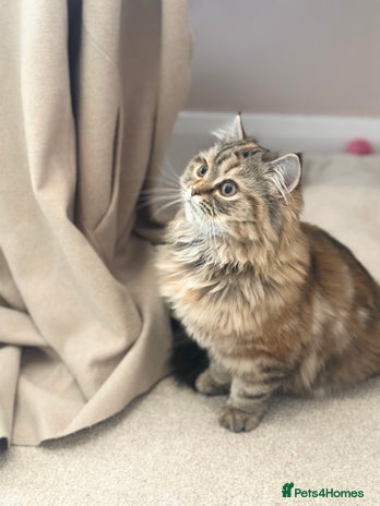 Persian cats Persian x Siberian fluffy tabby kitten - Advert 8