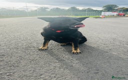 German Shepherd dogs for sale: 🐾 Trained German Shepherd “Cuba”Loving Family Dog - Image 15