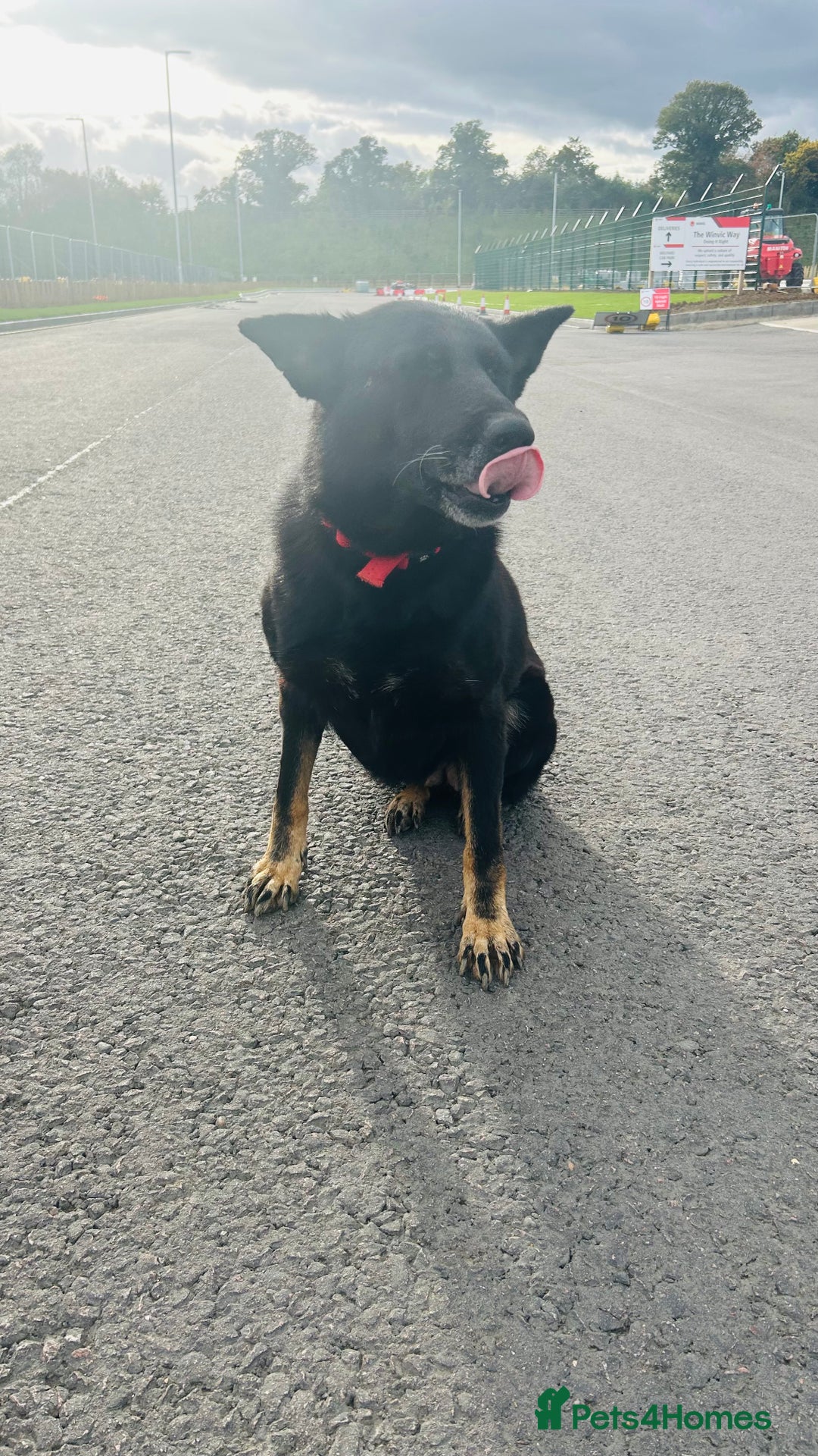 German Shepherd dogs for sale: 🐾 Trained German Shepherd “Cuba”Loving Family Dog - Image 15