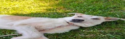 Mixed Breed dogs for adoption: China. 6 months approx. Available for adoption. in Brixham - Advert 8