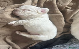 French Bulldog dogs for sale: Stunning Rare Fluffy French Bulldog Puppies - Image 7
